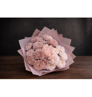 Powder Bloom Chrysanthemum                                                Bugün Teslim